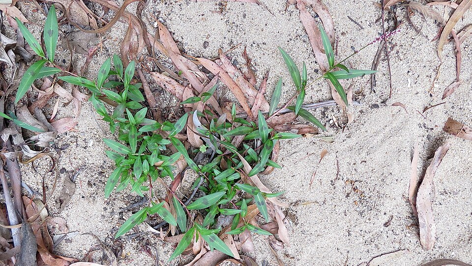 Persicaria decipiens (slender knotweed)