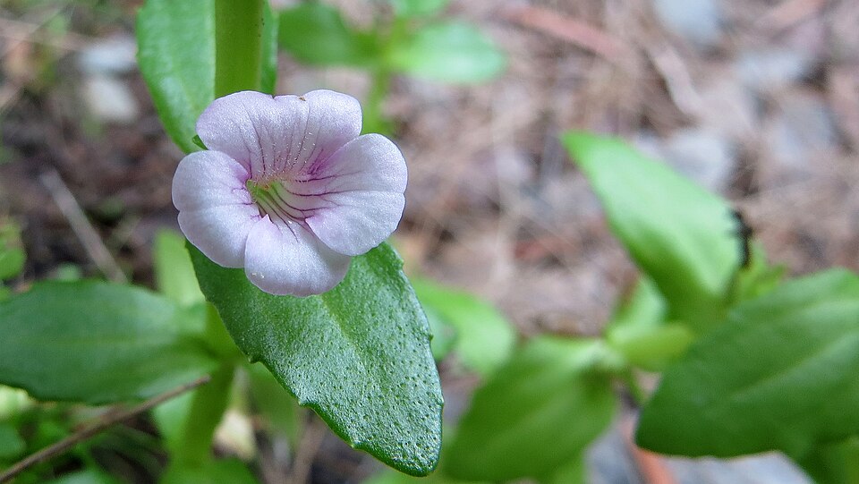 Gratiola peruviana (Austral Brooklime) (alternate view 7)