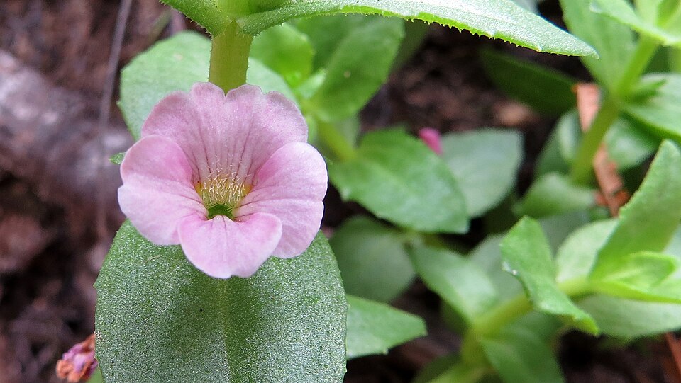 Gratiola peruviana (Austral Brooklime) (alternate view 8)