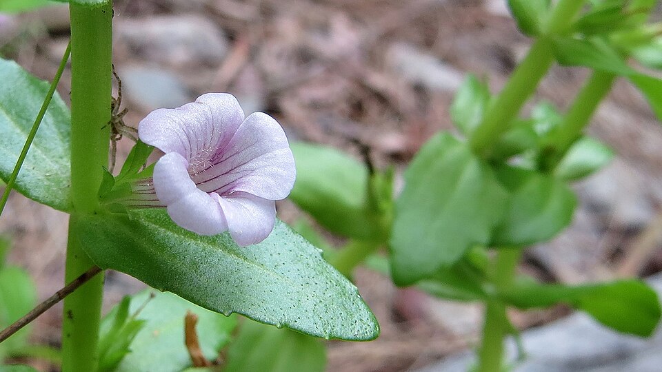 Gratiola peruviana (Austral Brooklime) (alternate view 9)