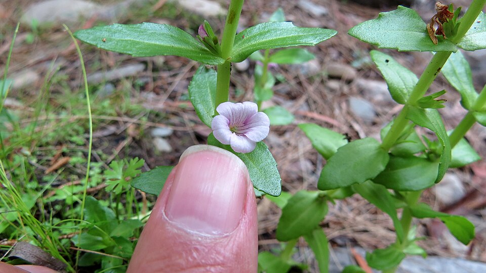Gratiola peruviana (Austral Brooklime) (alternate view 10)