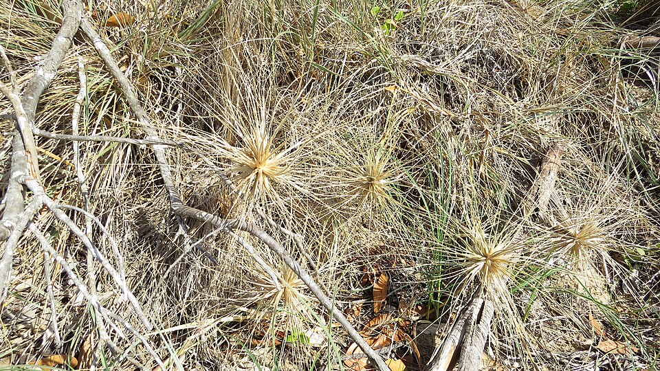 Spinifex sericeus (Beach Spinifex) (alternate view 9)