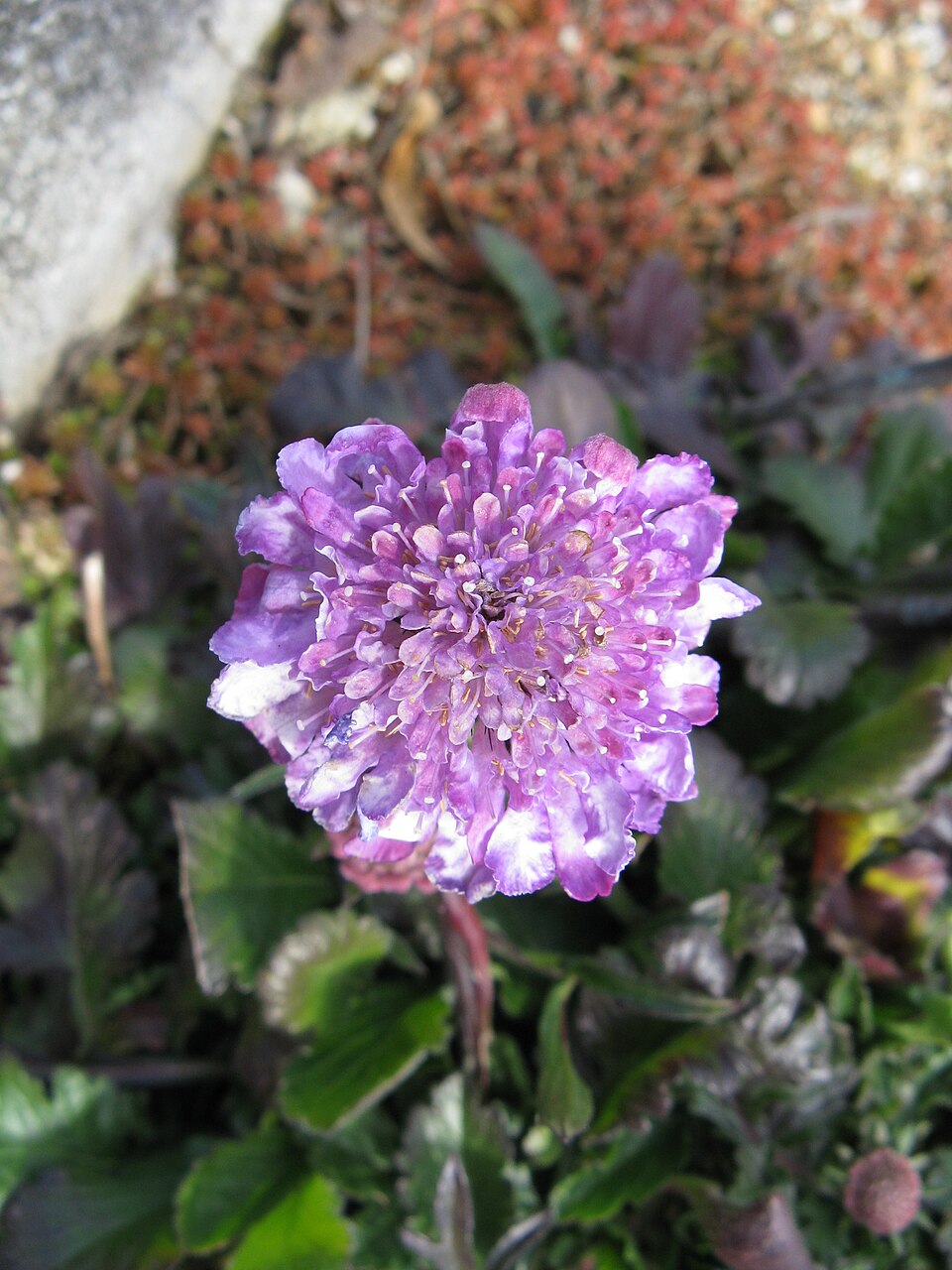 Scabiosa 'Butterfly Blue' (dwarf blue pincushion flower) (alternate view 3)
