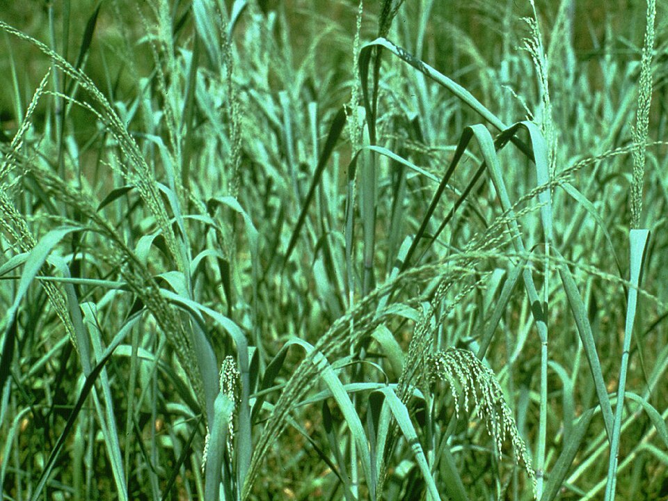 Panicum amarum (Bitter Panicgrass) (alternate view 8)