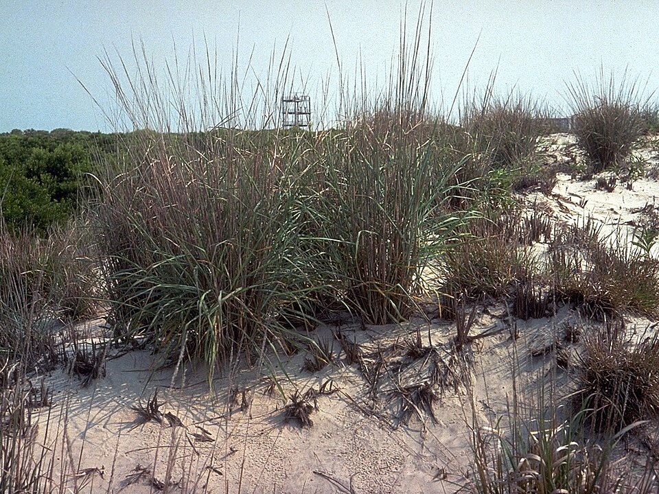 Panicum amarum (Bitter Panicgrass) (alternate view 9)