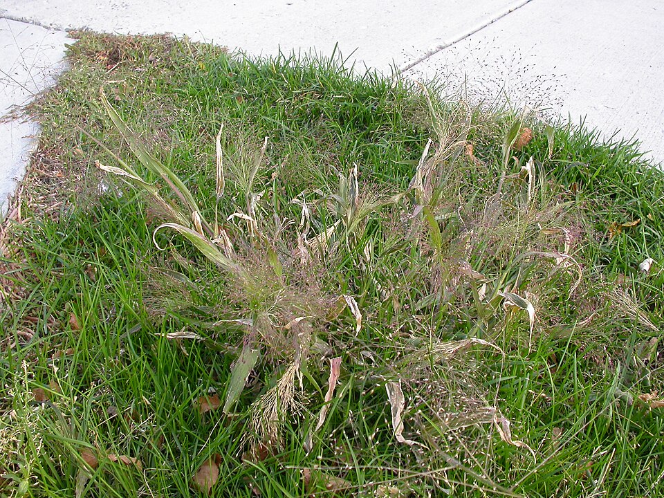 Panicum capillare (witch grass) (alternate view 3)