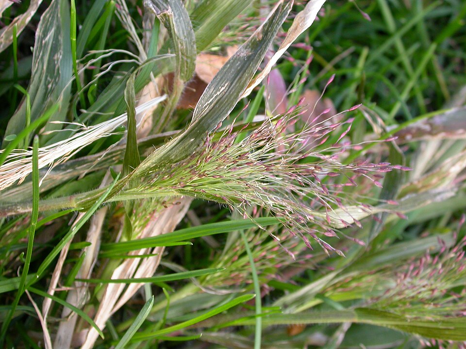 Panicum capillare (witch grass) (alternate view 4)