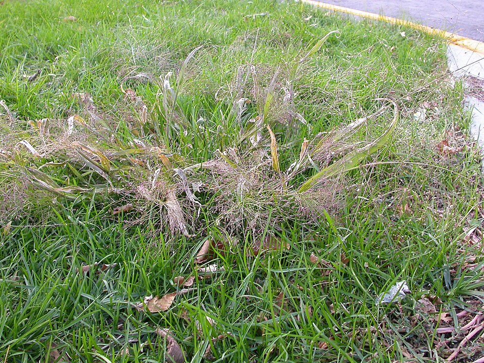 Panicum capillare (witch grass) (alternate view 5)