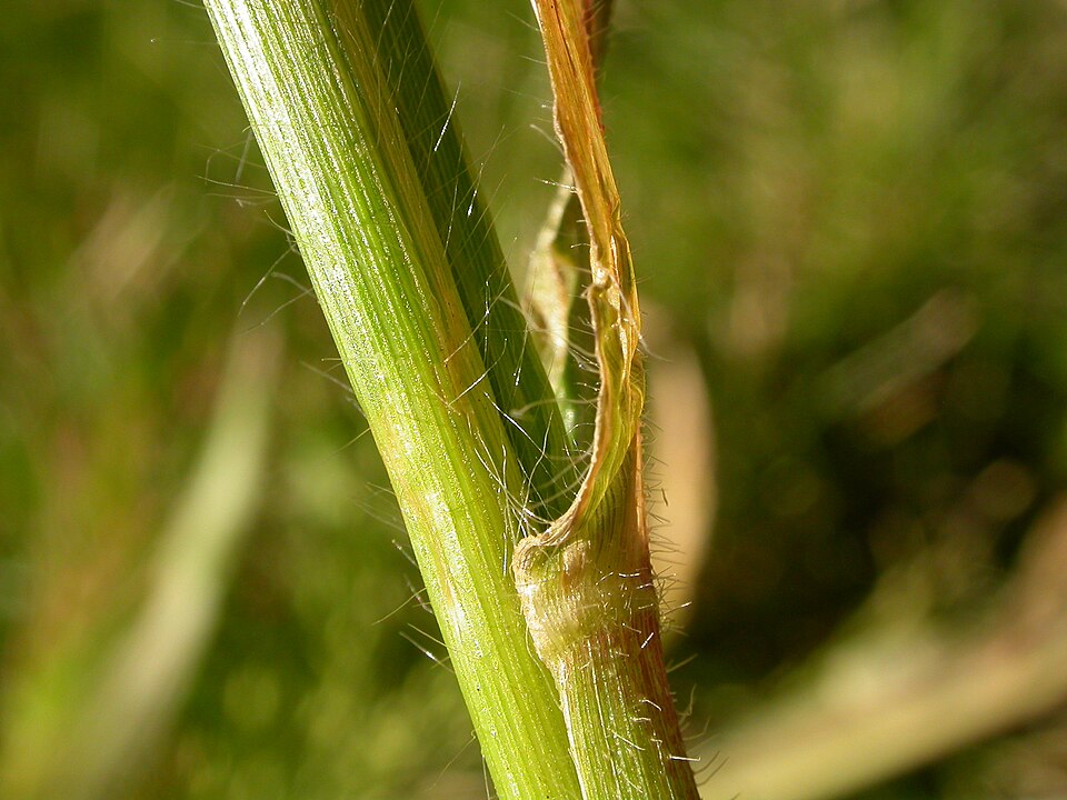 Panicum capillare (witch grass) (alternate view 6)