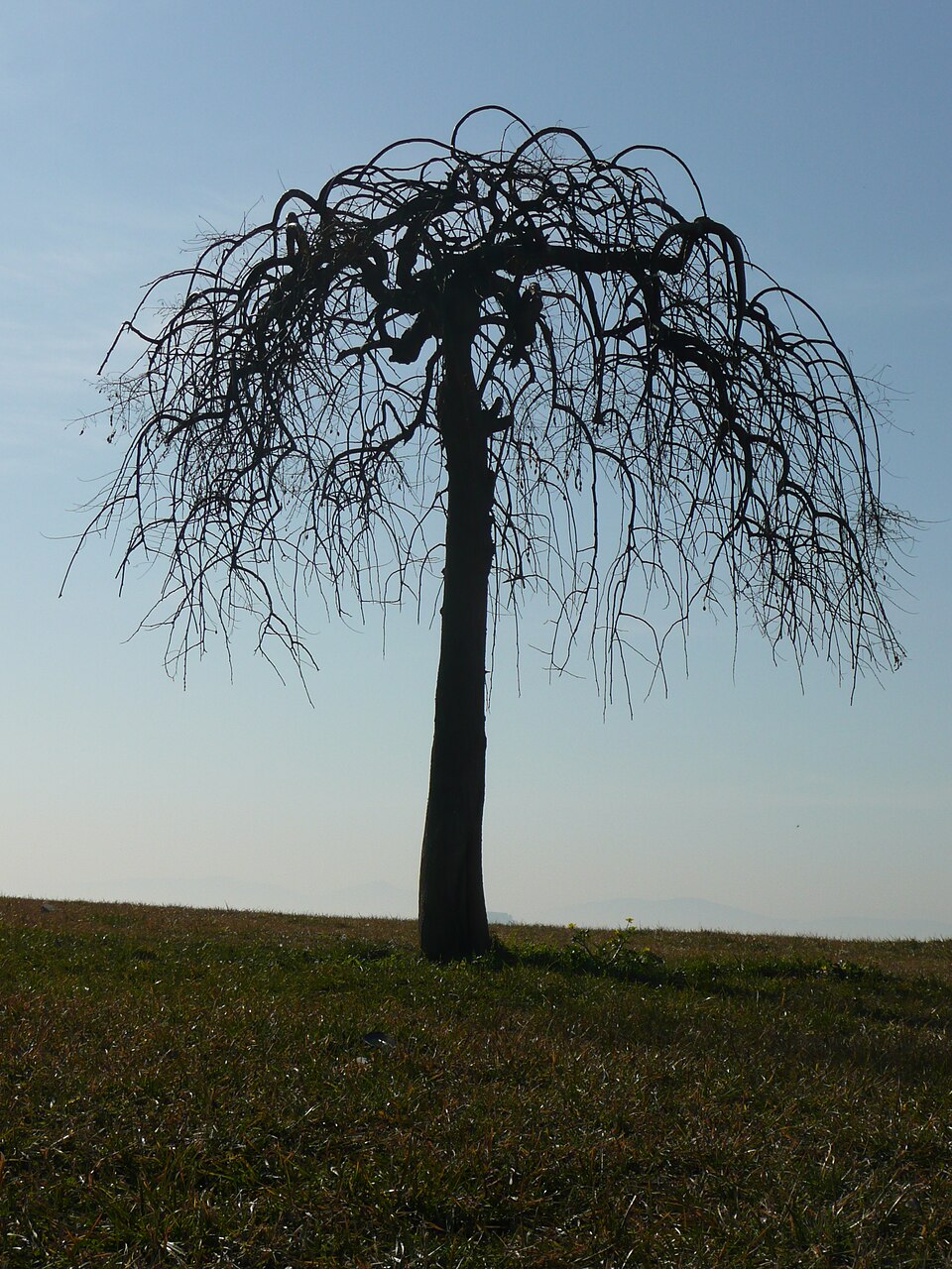 Broussonetia papyrifera (Paper mulberry)