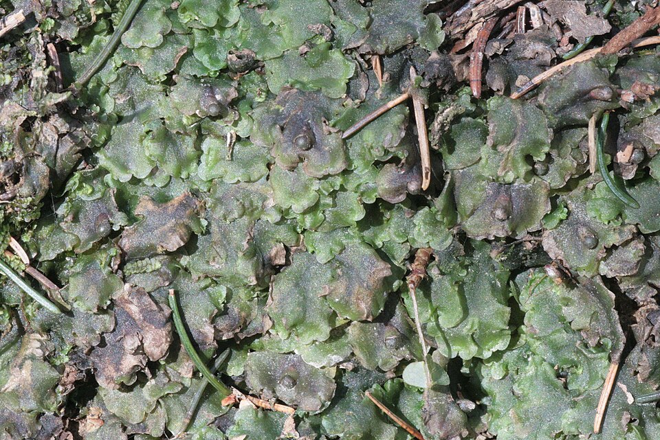Pellia epiphylla (common pellia)