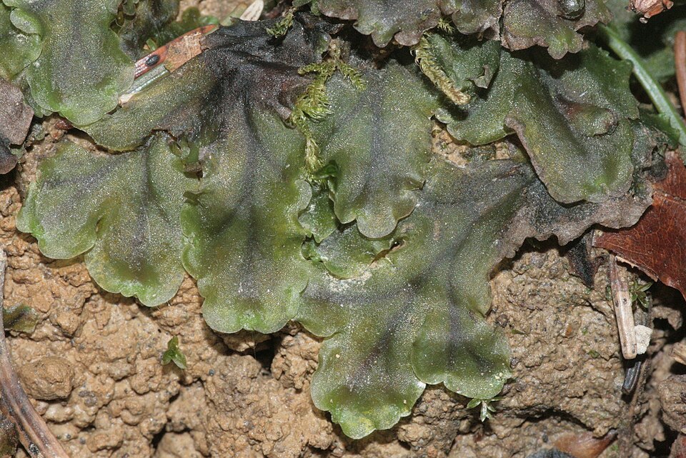 Pellia epiphylla (common pellia)