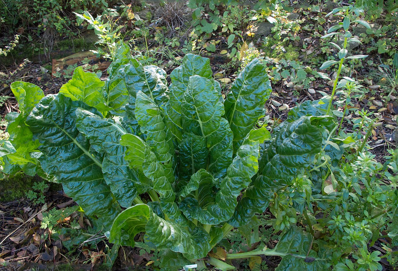 Beta vulgaris, Beet — clumping deciduous (Amaranthaceae) (image 1 of 9)