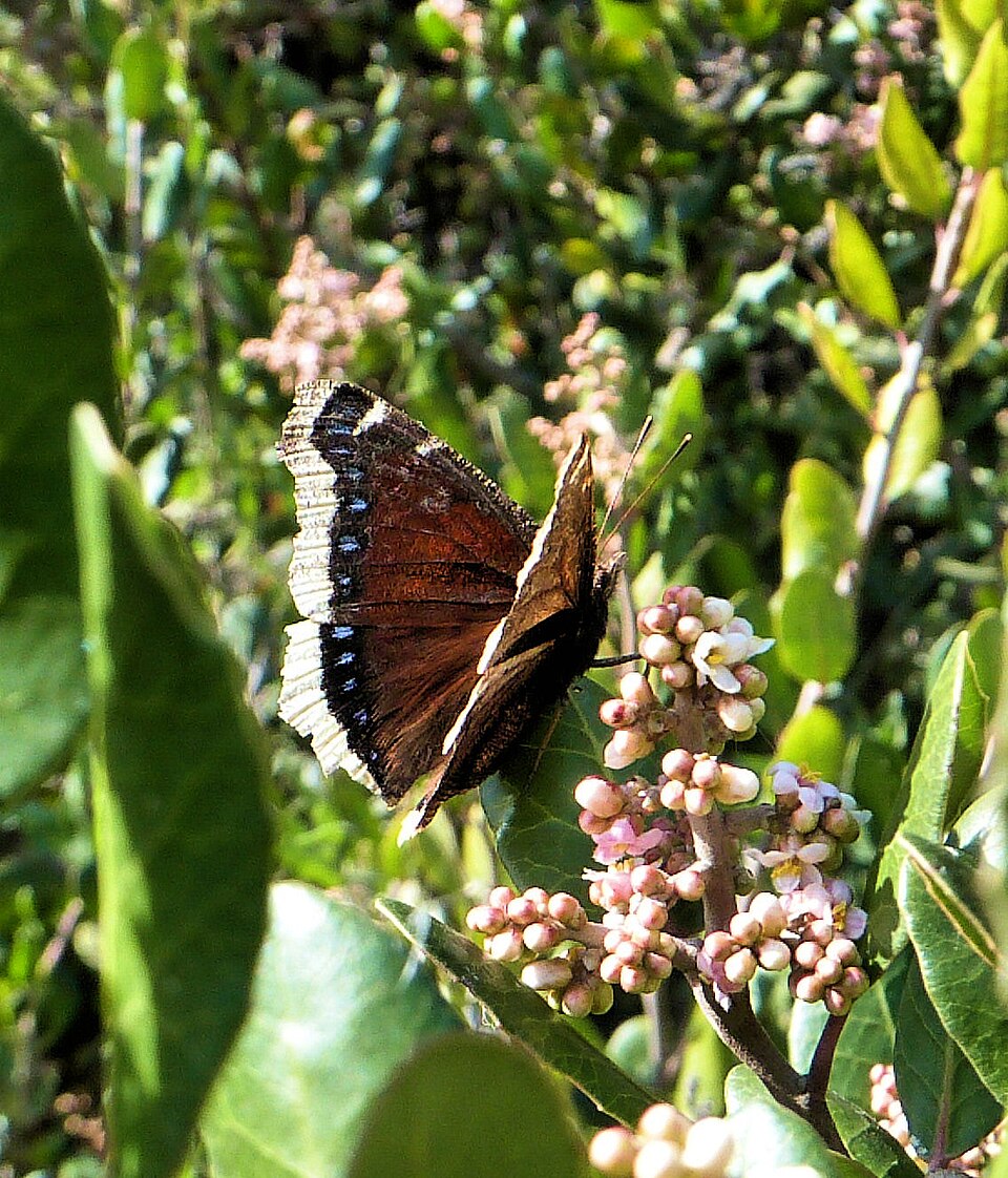Rhus integrifolia (lemonade berry)