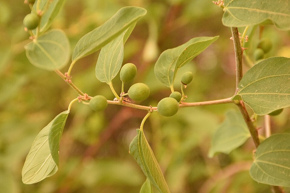 Ziziphus (Jujubes)
