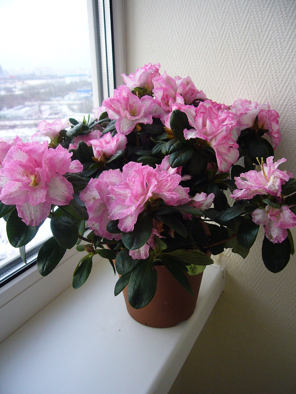 Rhododendron simsii (Indian Azalea) (alternate view 15)