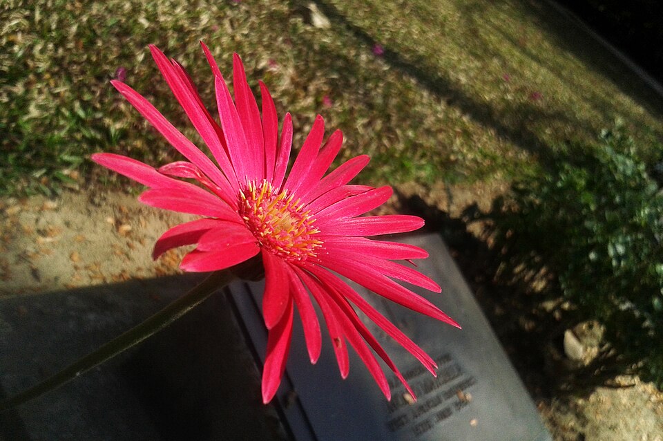 Gerbera (Gerbera Daisies) (alternate view 3)