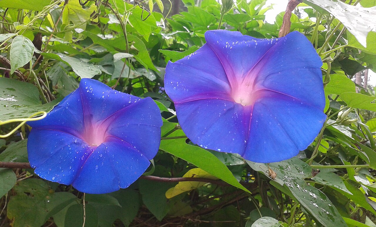Ipomoea nil, Japanese morning glory — vining deciduous (Convolvulaceae) (image 7 of 10)