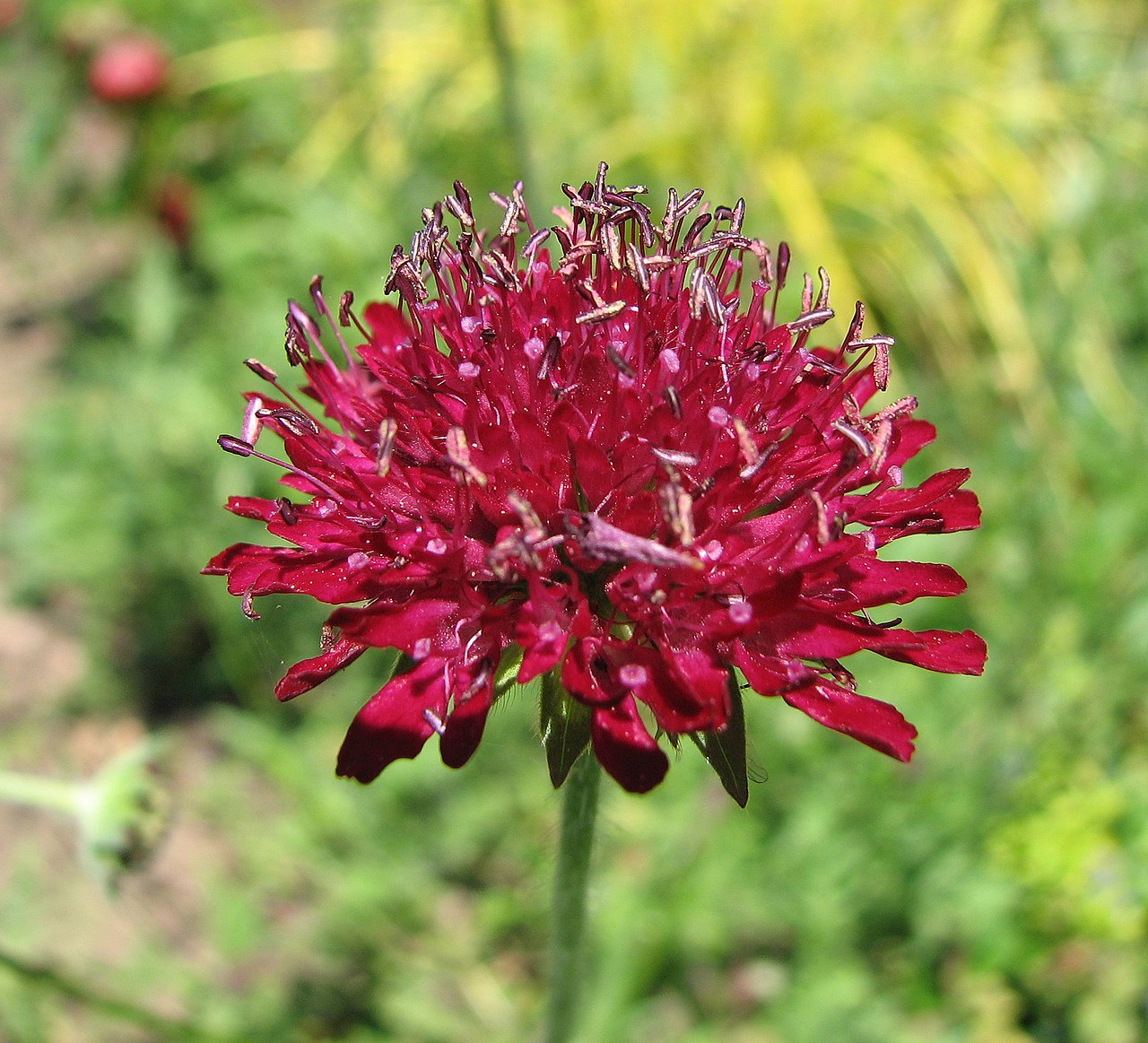 Knautia macedonica (Macedonian Scabious)
