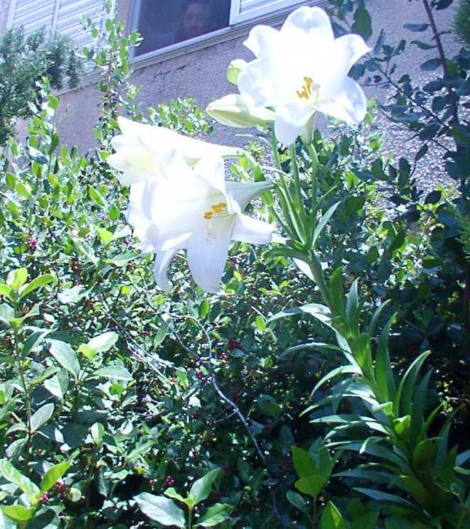 Lilium longiflorum, Easter lily — upright (Liliaceae) (image 1 of 8)