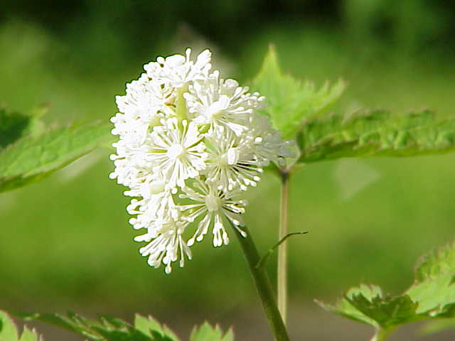 Actaea rubra (red baneberry)