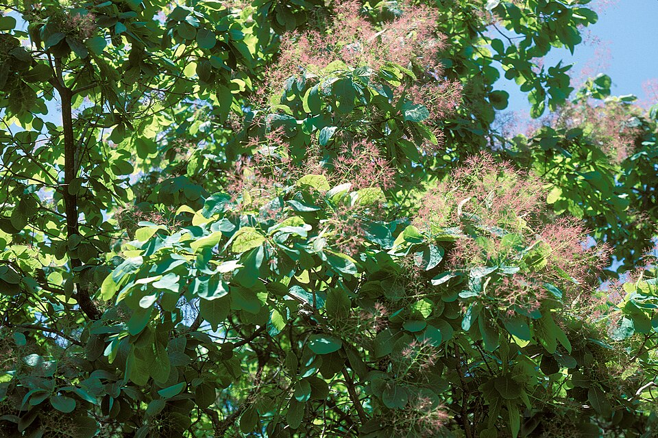 Cotinus obovatus (American Smoke Tree) (alternate view 6)