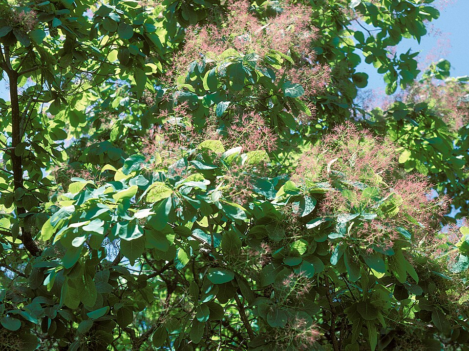 Cotinus obovatus (American Smoke Tree) (alternate view 7)