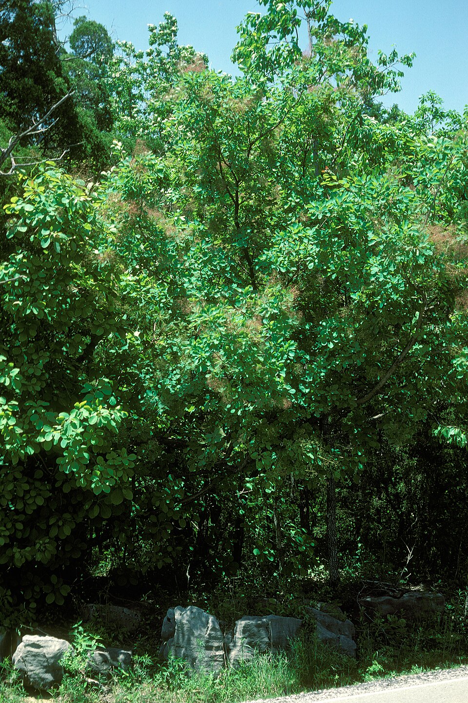 Cotinus obovatus (American Smoke Tree) (alternate view 8)