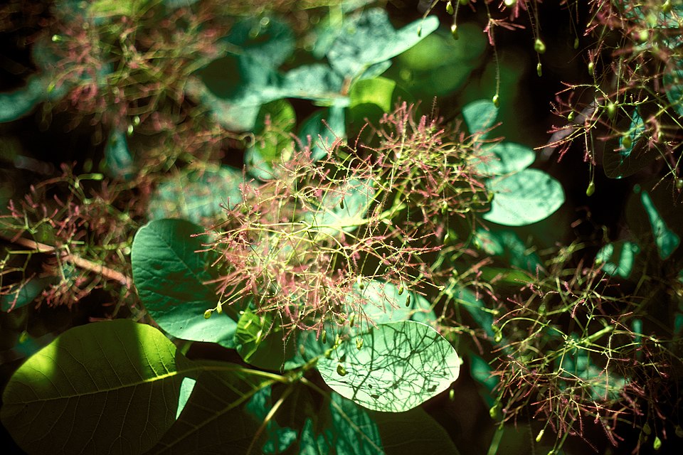 Cotinus obovatus (American Smoke Tree) (alternate view 9)