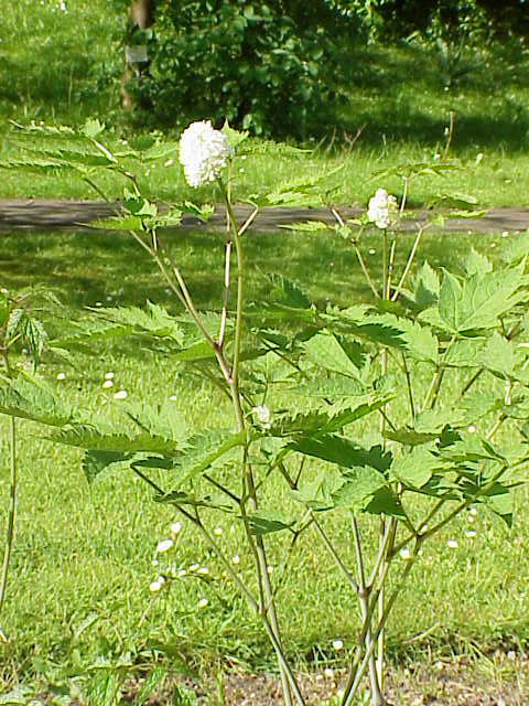 Actaea rubra (red baneberry)