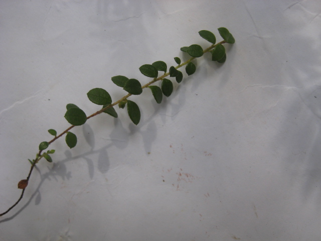 Gaultheria hispidula (creeping snowberry) (alternate view 6)