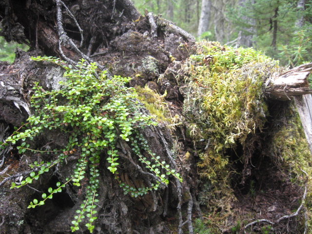 Gaultheria hispidula (creeping snowberry) (alternate view 7)