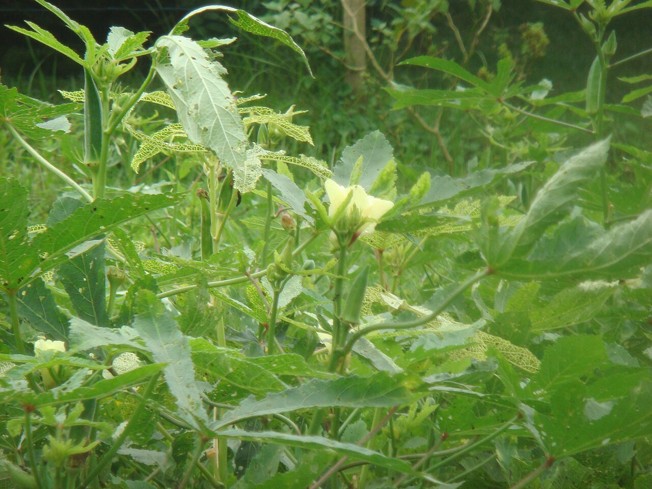 Abelmoschus esculentus, Okra — upright deciduous (Malvaceae) (image 4 of 9)