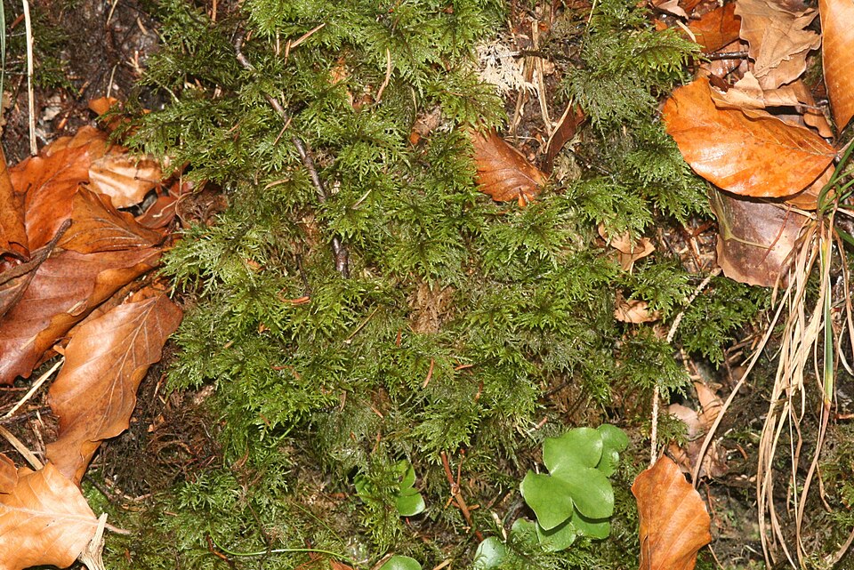 Hylocomium splendens (stairstep moss)