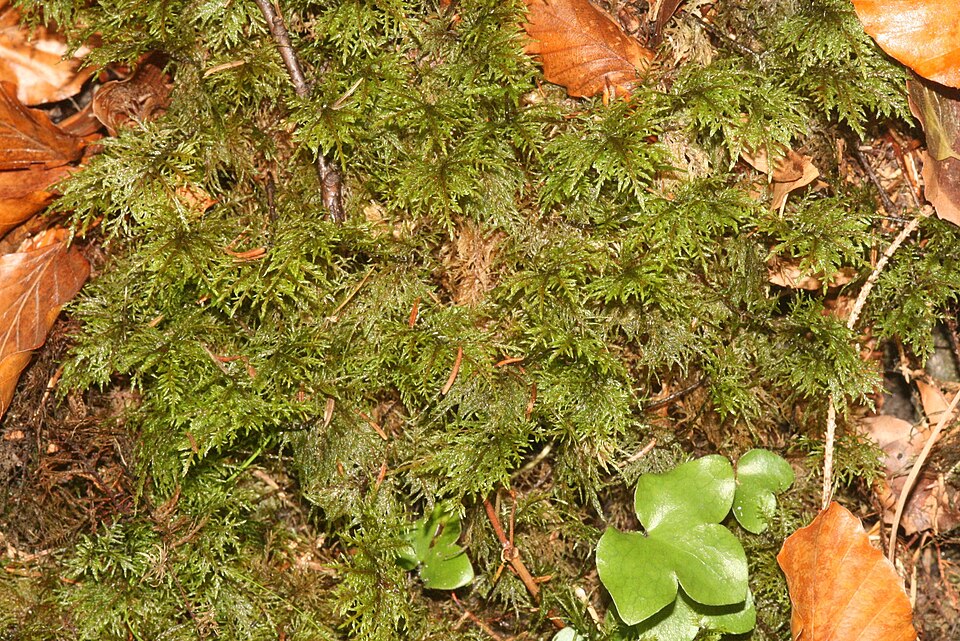 Hylocomium splendens (stairstep moss)