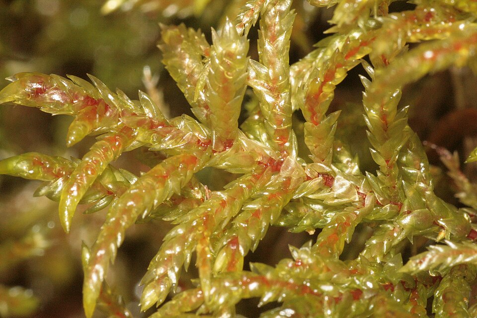 Pleurozium schreberi (Red-stemmed Feather Moss)