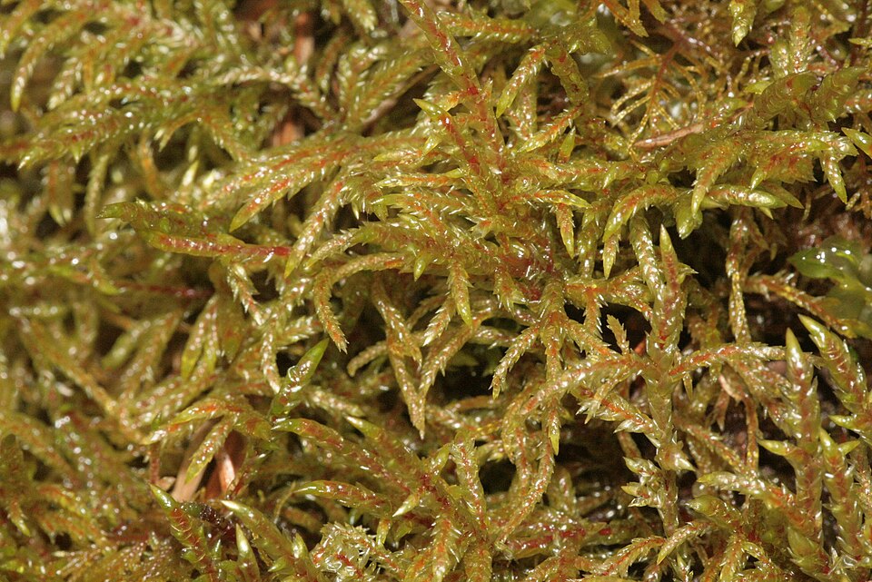 Pleurozium schreberi (Red-stemmed Feather Moss)
