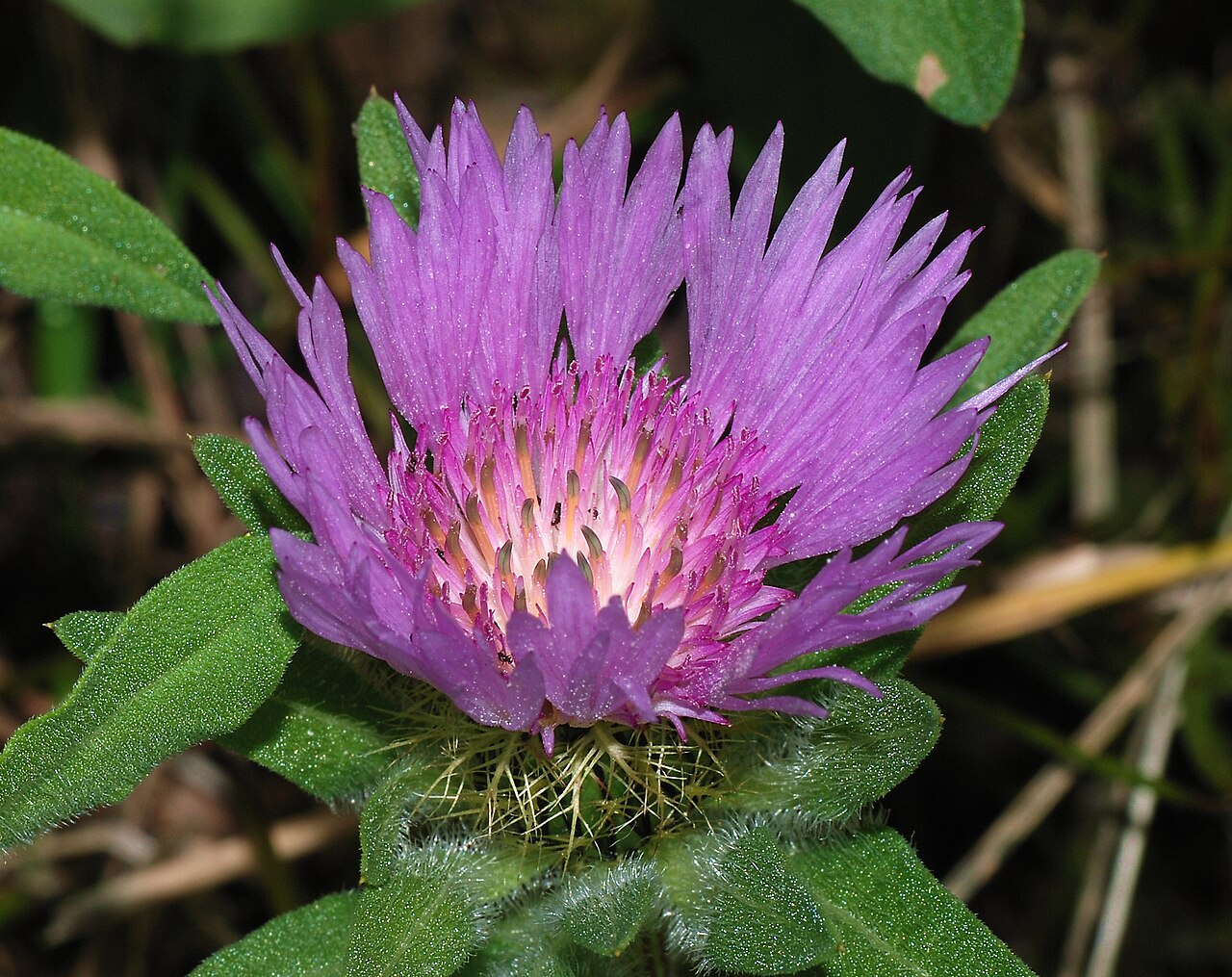 Stokesia laevis, Stokes' aster — clumping semi-evergreen (Asteraceae) (image 4 of 10)