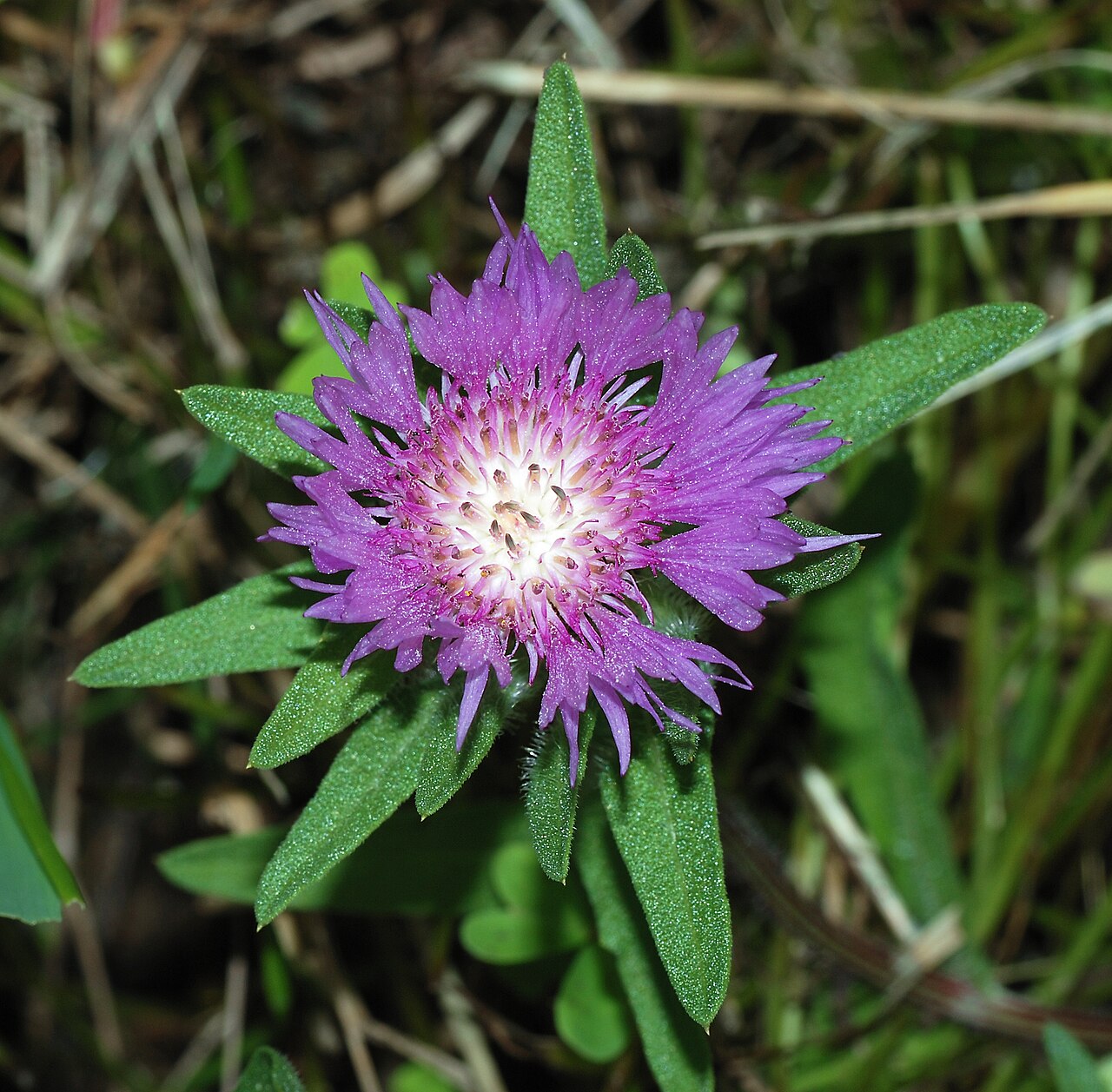 Stokesia laevis, Stokes' aster — clumping semi-evergreen (Asteraceae) (image 5 of 10)