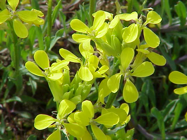 Erysimum (wallflower)