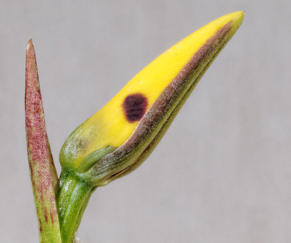Diuris sulphurea (Tiger Orchid) (alternate view 4)