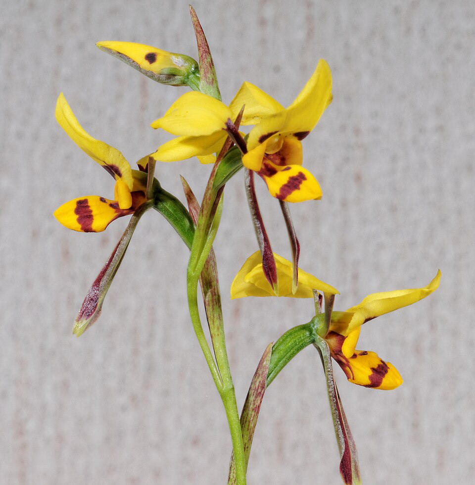 Diuris sulphurea (Tiger Orchid) (alternate view 5)