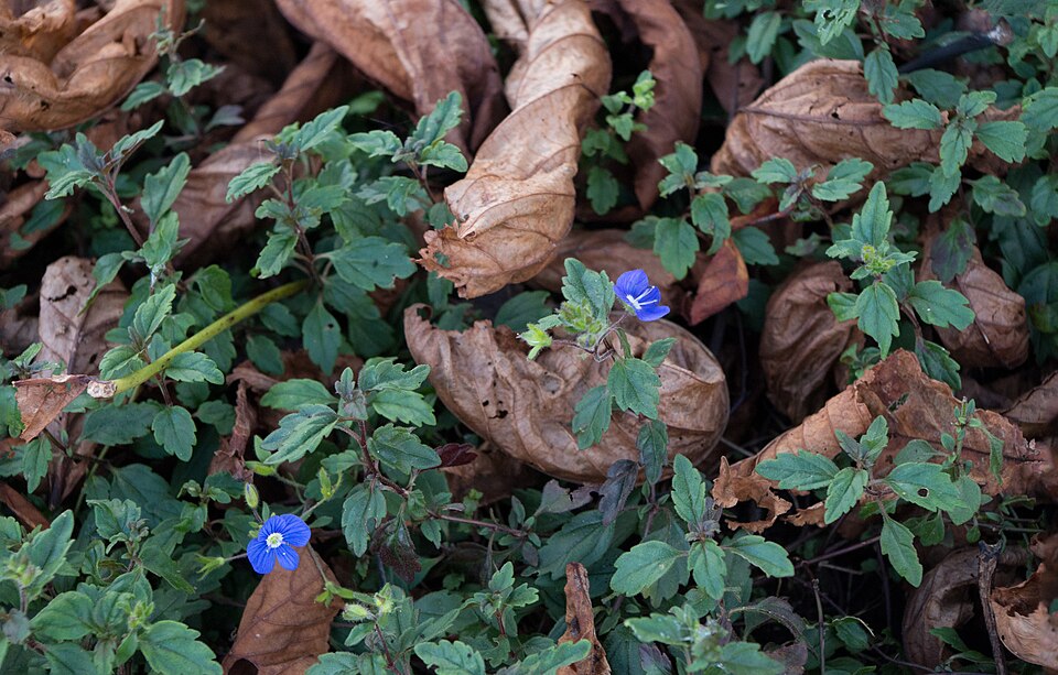 Veronica peduncularis 'Georgia Blue' (Georgia Blue Speedwell) (alternate view 4)