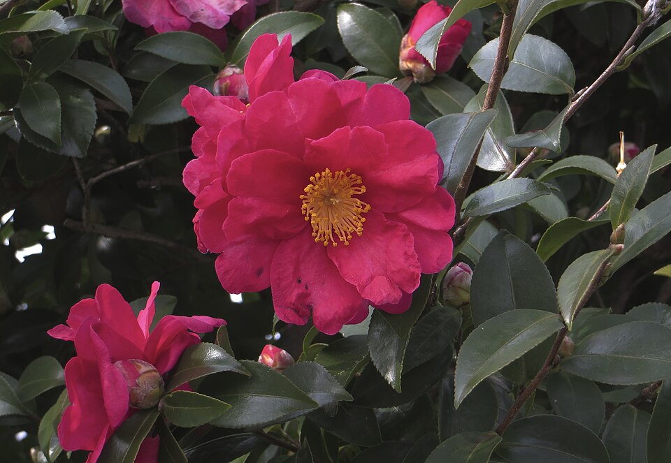 Camellia sasanqua (sasanqua camellia) (alternate view 12)