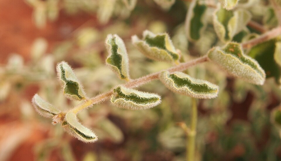 Petalostigma pubescens (quinine bush) (alternate view 5)
