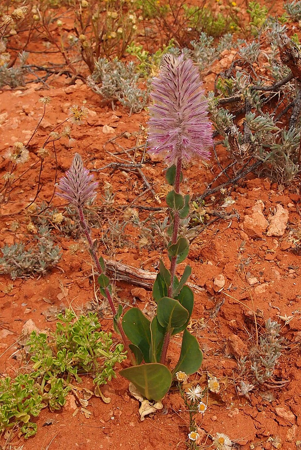 Ptilotus exaltatus (Pink Mulla Mulla) (alternate view 9)