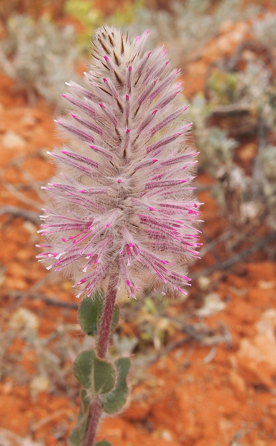 Ptilotus exaltatus (Pink Mulla Mulla) (alternate view 10)