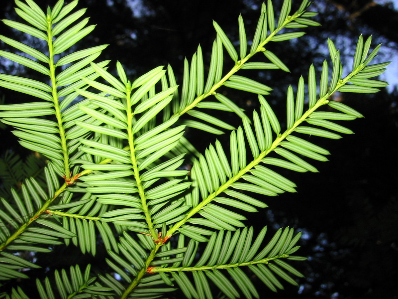 Taxus brevifolia (Pacific yew) (alternate view 6)