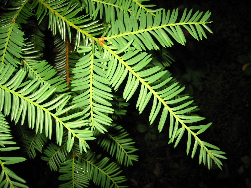 Taxus brevifolia (Pacific yew) (alternate view 7)