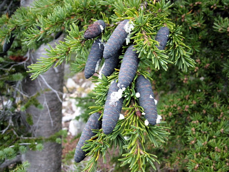 Tsuga mertensiana (mountain hemlock) (alternate view 8)